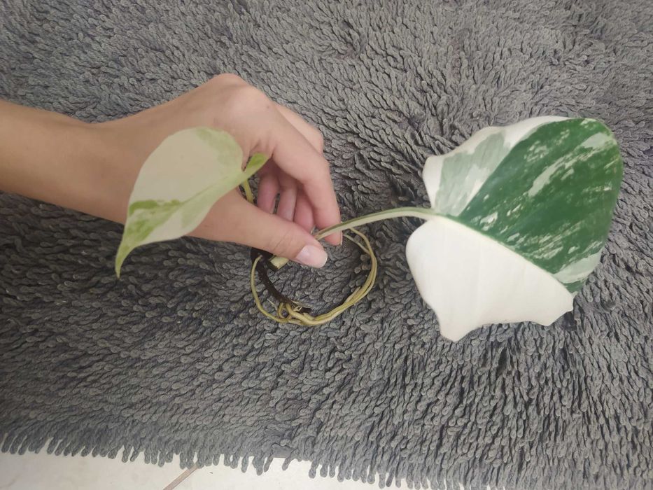 Monstera variegata aktualizacja po miesiącu