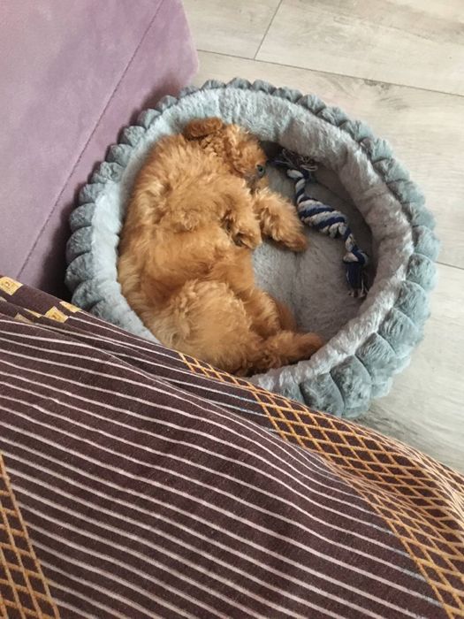 Лежанка для собаки