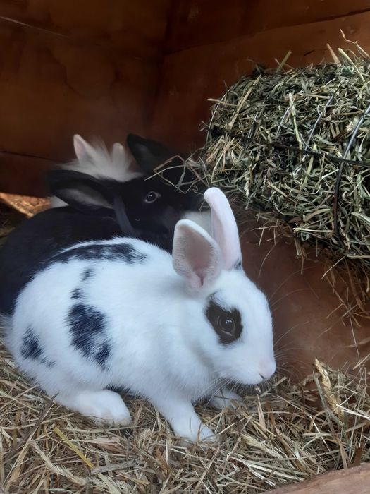 Króliki miniaturki, karzełek teddy