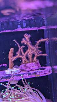Seriatopora hystrix koralowiec SPS