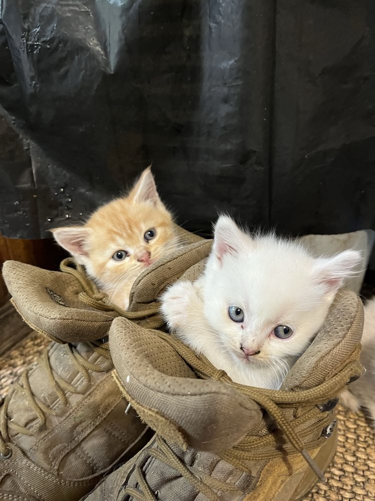 Котики і кицьки