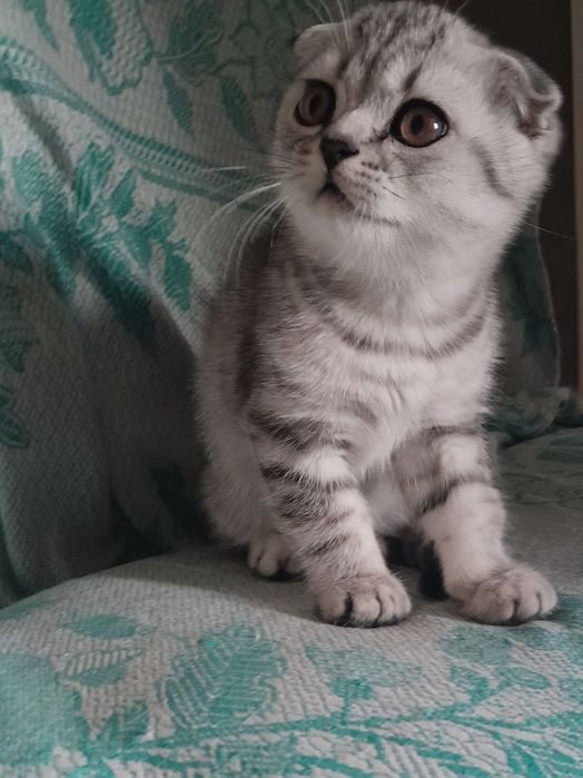 Шотландские вислоухие