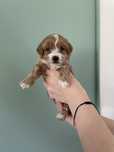 Piesek maltipoo f1