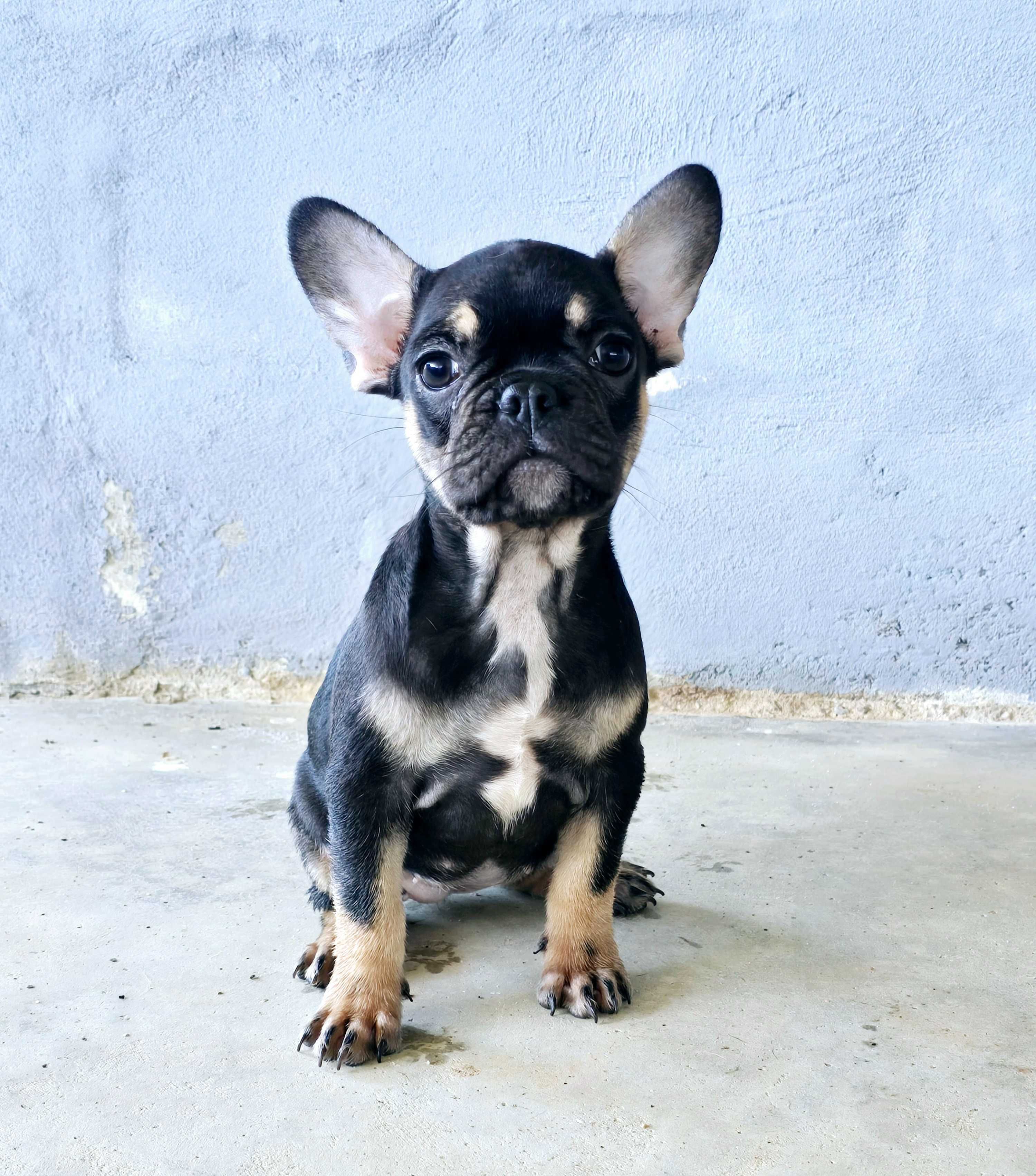 Bulldog francês Fêmea cor Black And Tan