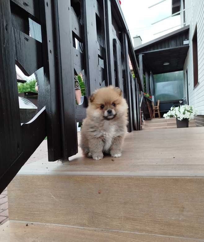Szpic miniaturowy Pomeranian szczeniak