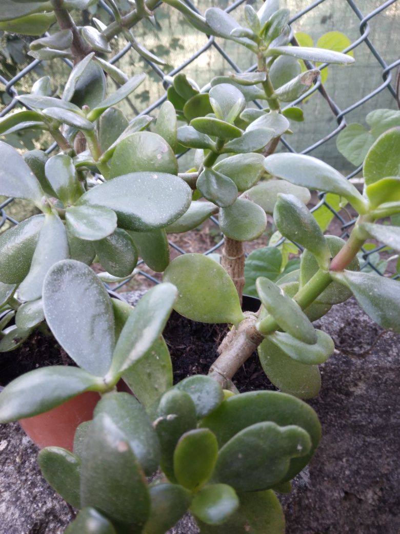 Suculentas em vasos,  planta da prosperidade