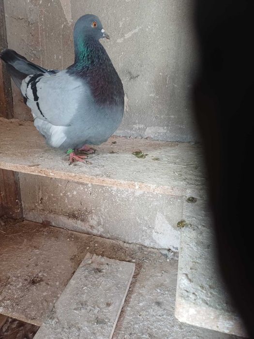 Sprzedam gołębie mondainy