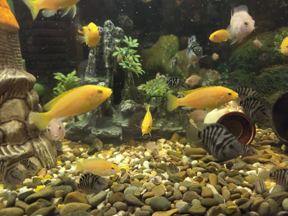 Продам рибок,цихліди, Єллоу