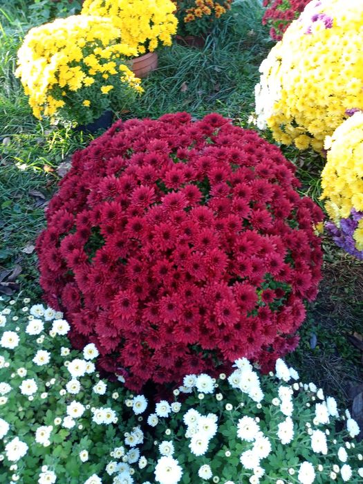 Chryzantemy drobnokwiatowe