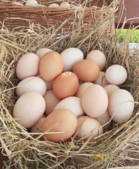 Sprzedam jajka wiejskie po 1,20zl/sztuka