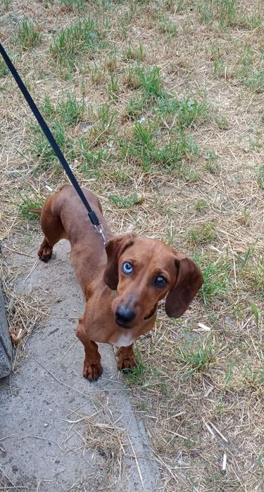 Отдам даром собаку породистую таксу