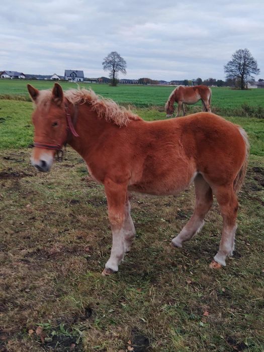Sprzedam źrebię – klaczkę zimnokrwistą, 5 miesięcy.