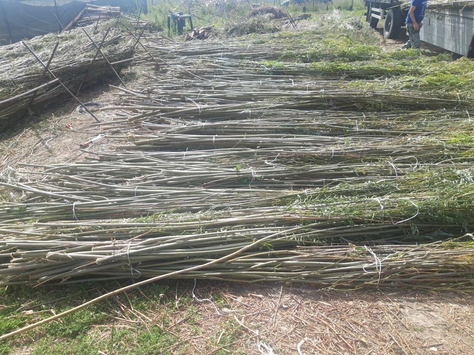 wierzba energetyczna