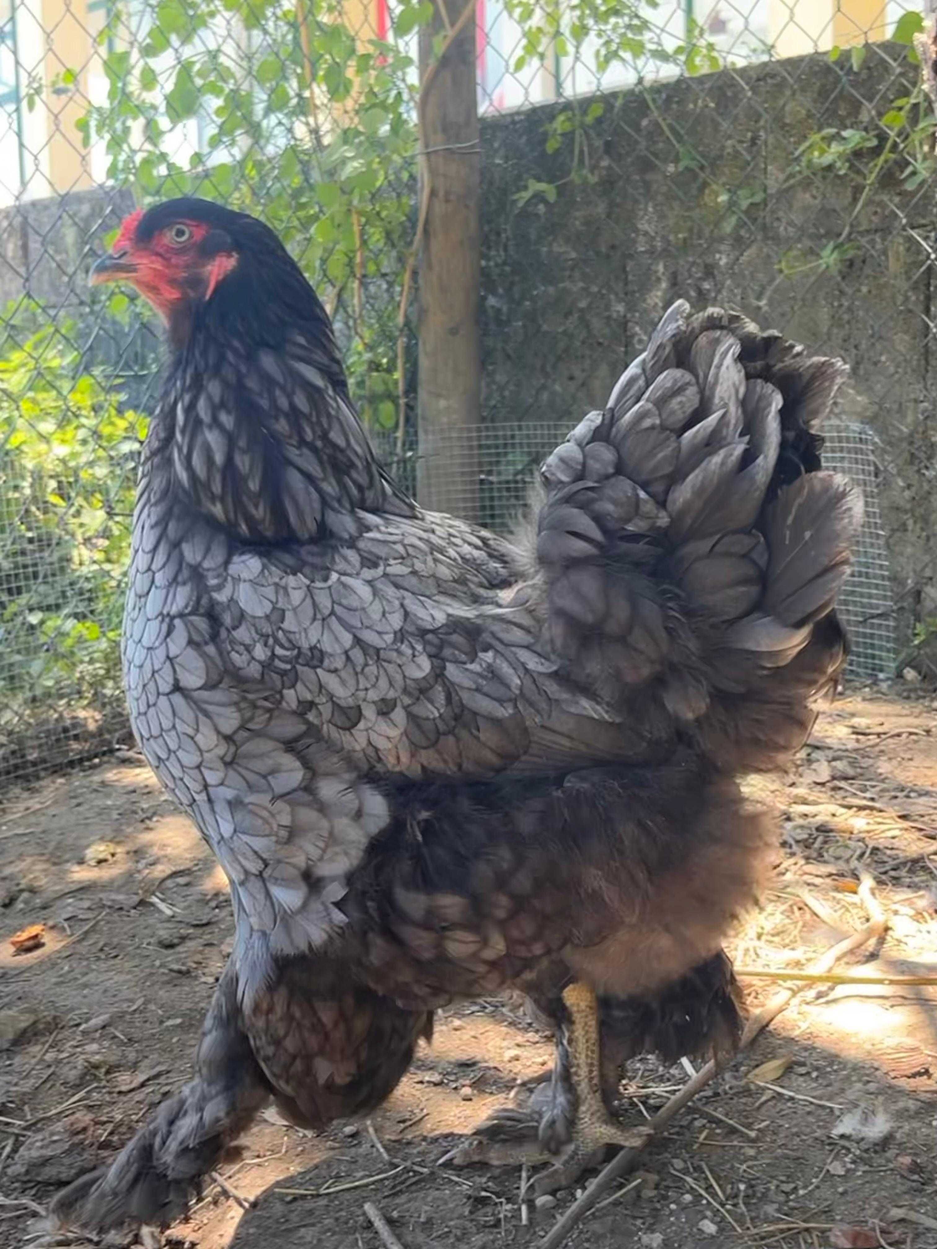 BRAHMA AZUL (ovos e aves)
