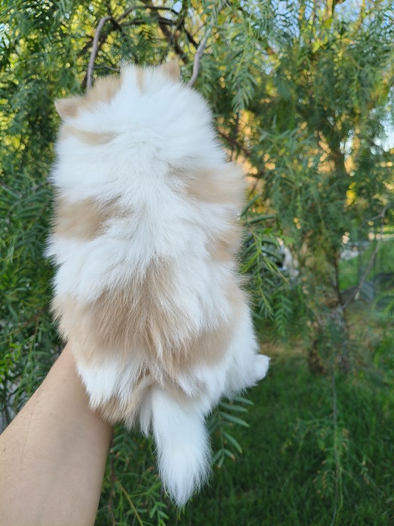 Spitz alemão anão menino