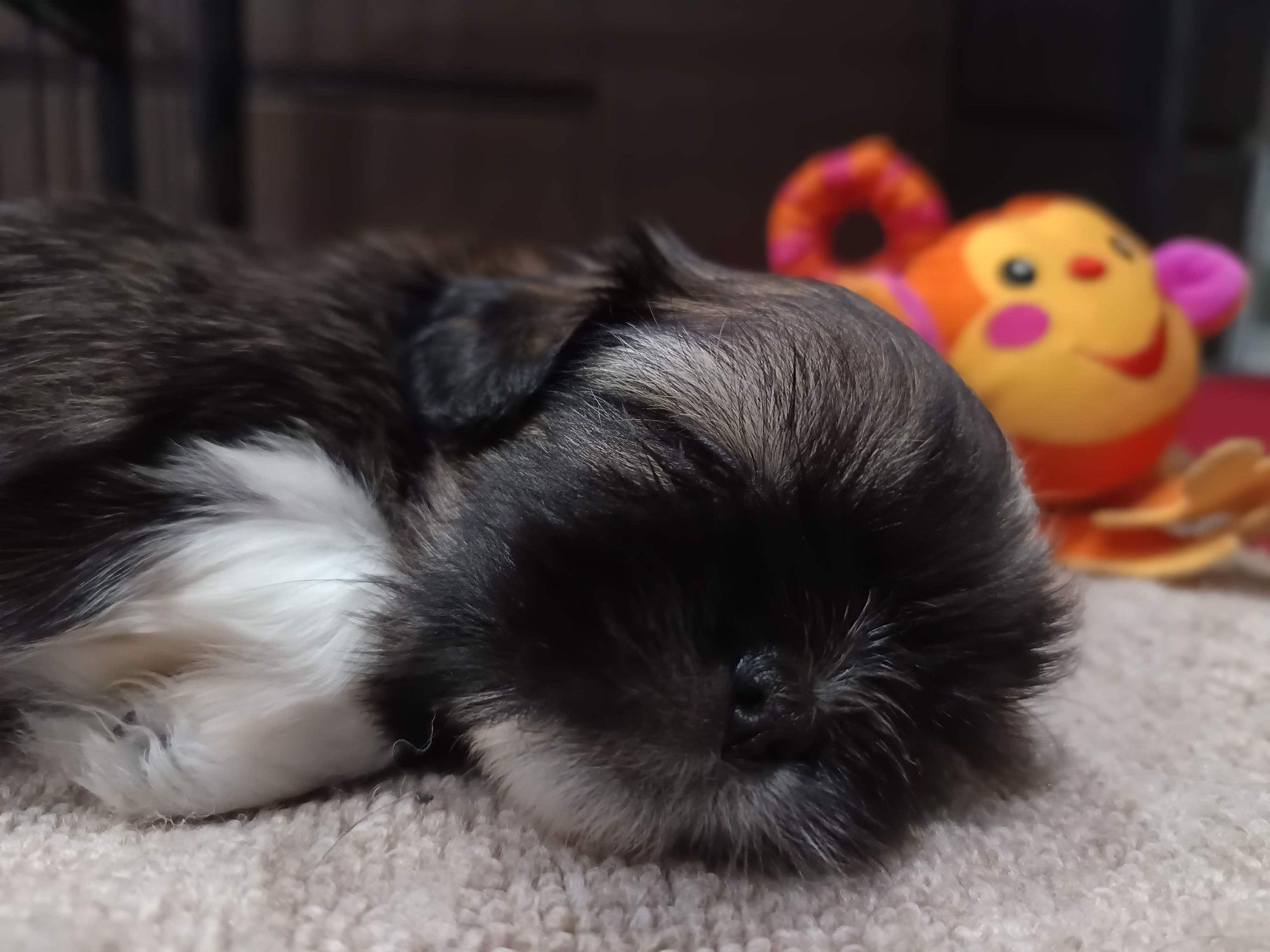 Shih tzu szczenię