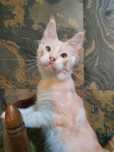Cudny kocurek Maine Coon z dwukolorowymi oczyma 1ny w PL rudy srebrny