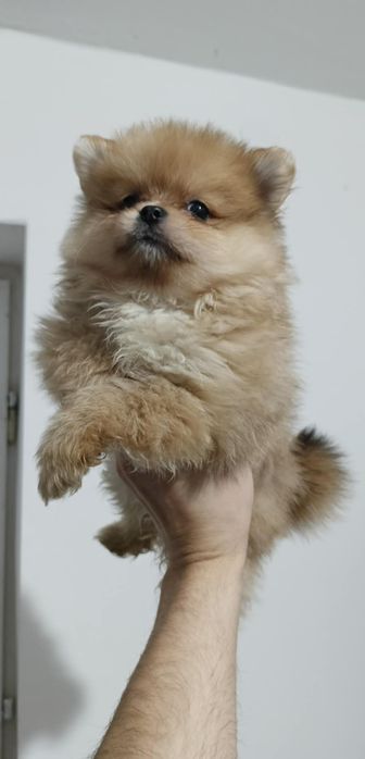 Szpic miniaturowy pomeranian piesek
