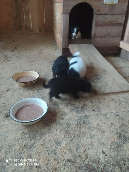 Віддам в добрі руки