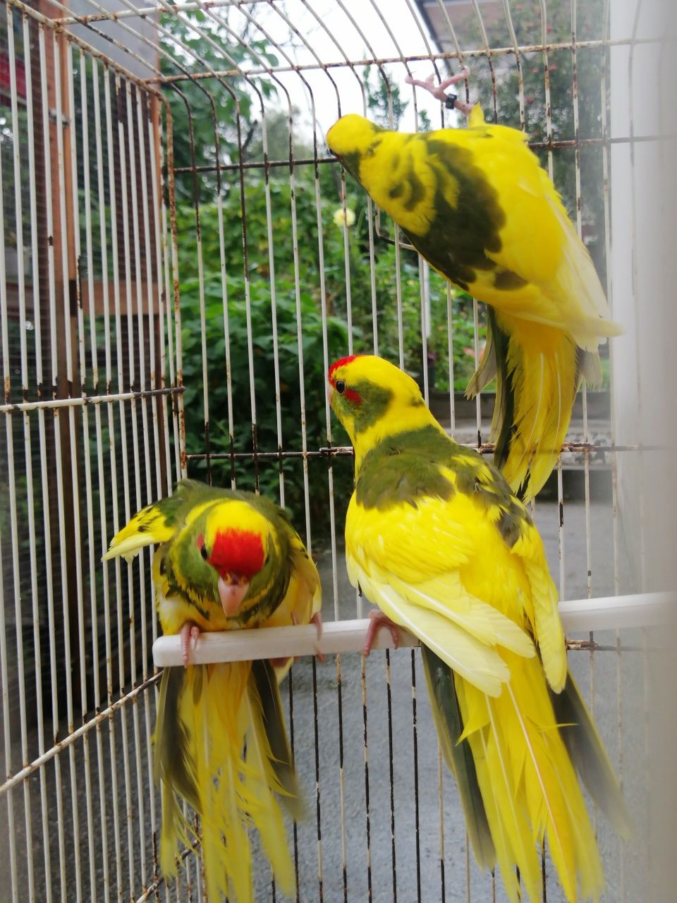 Kakarikis malhados