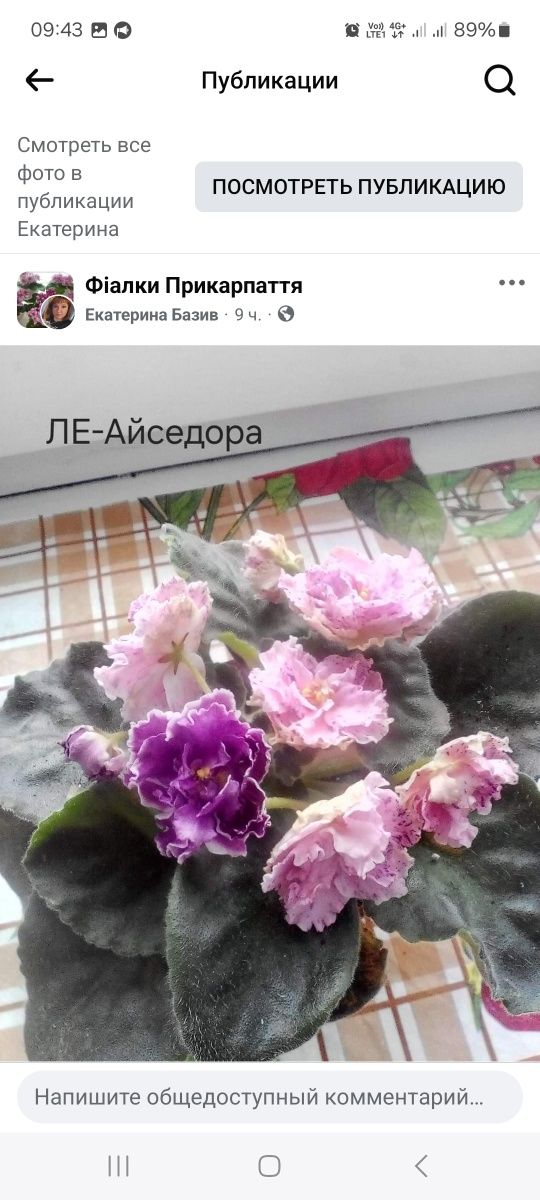 Продам свіжозрізані листочки фіалок