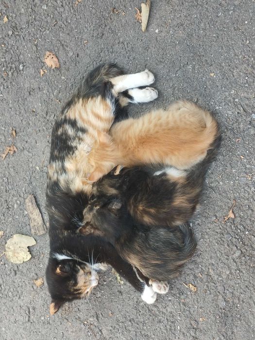 Кошеня в добрі руки з доставкою по Хмельницькій області