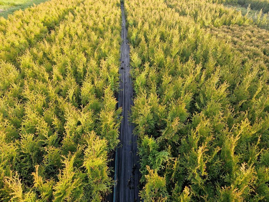 Tuja szmaragd thuja p9 wys. 30-40 cm wiosna 2024 świetokrzyskie