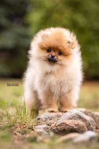 Szpic miniaturowy Pomeranian chłopak po utytułowanych rodzicach