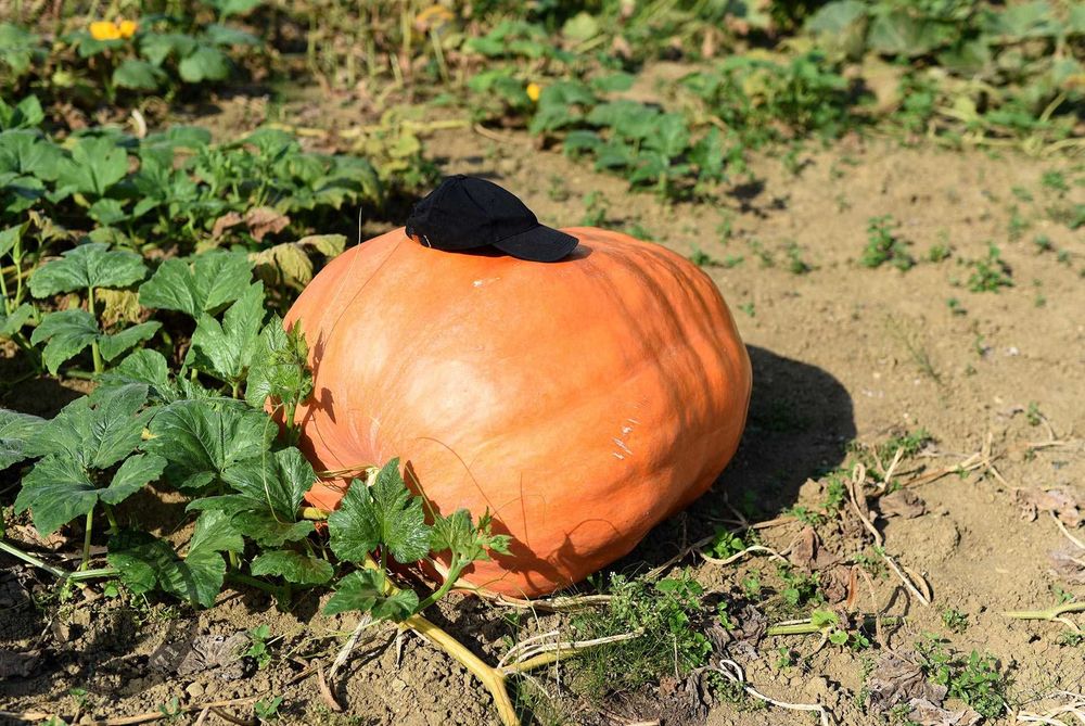 Dynia Olbrzymia - 237kg 169kg 136kg - Zestaw Nasion Dla Początkujących