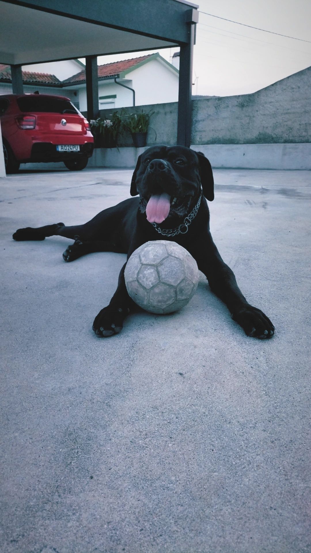 Cane corso, para monta