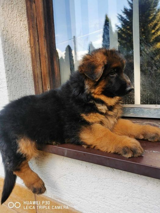 Owczarek niemiecki długowłosy - suczka