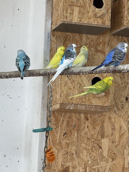 Papugi faliste na sprzedaz 30zl za sztuke