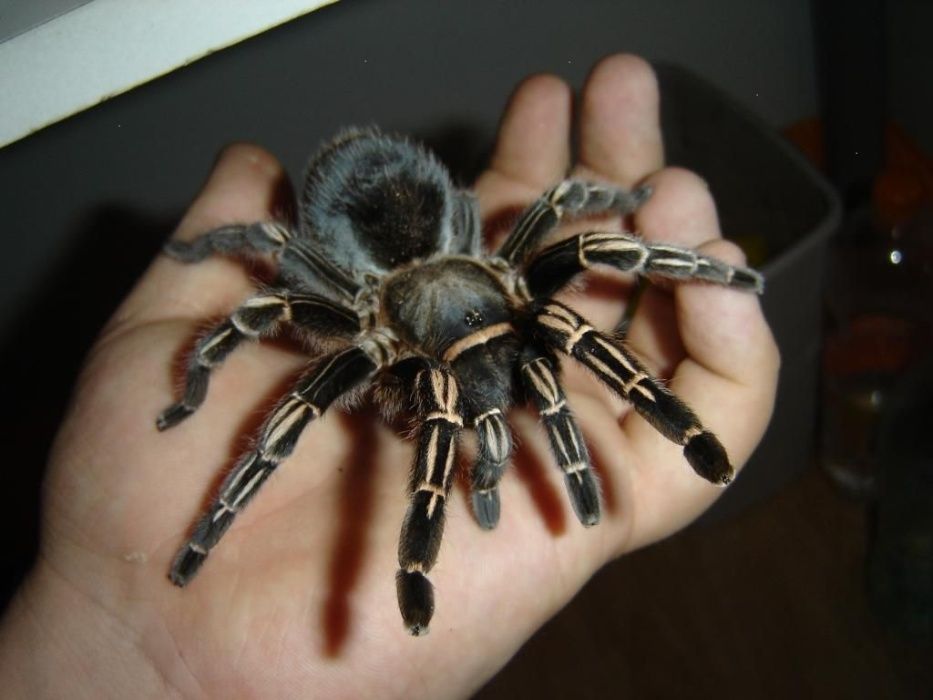 Aphonopelma seemanni взрослая самка паука птицееда для новичков