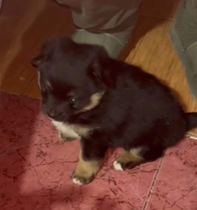 Собачка в добрі руки