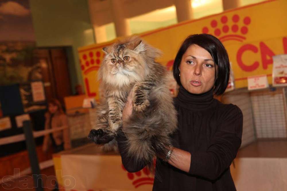Персидский кот , Чемпион Украины , предлагает вязку.