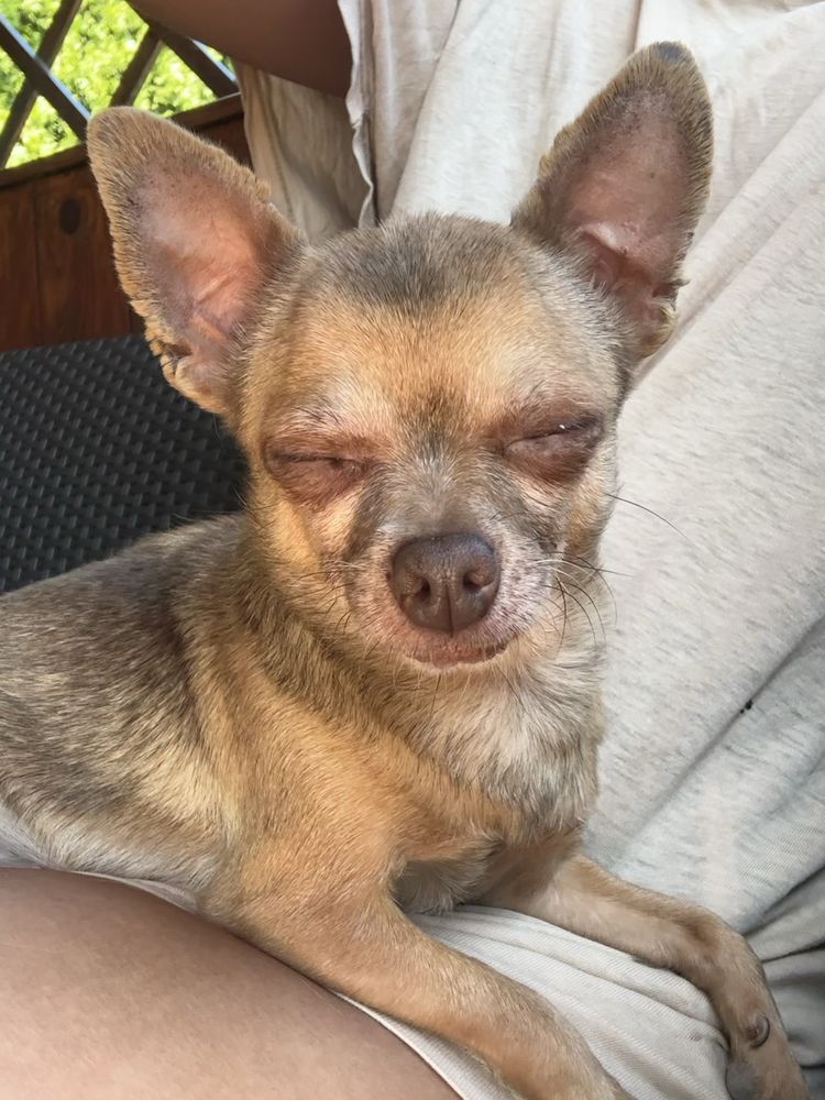 Sunia Chihuahua