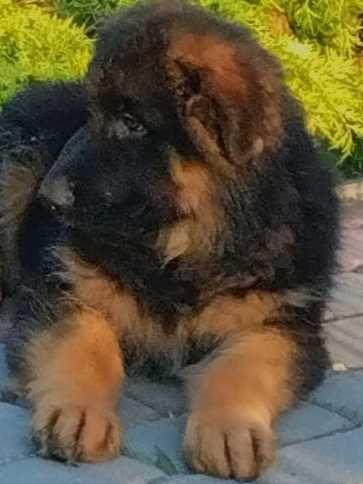 Owczarek niemiecki długowłosy potężny szczeniak po bardzo dużych psach