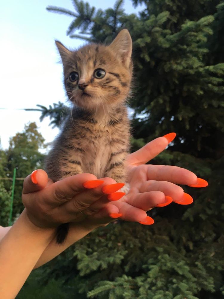 Відамо кошенят в добрі руки. Безкоштовно