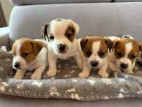 Jack Russell Terrier