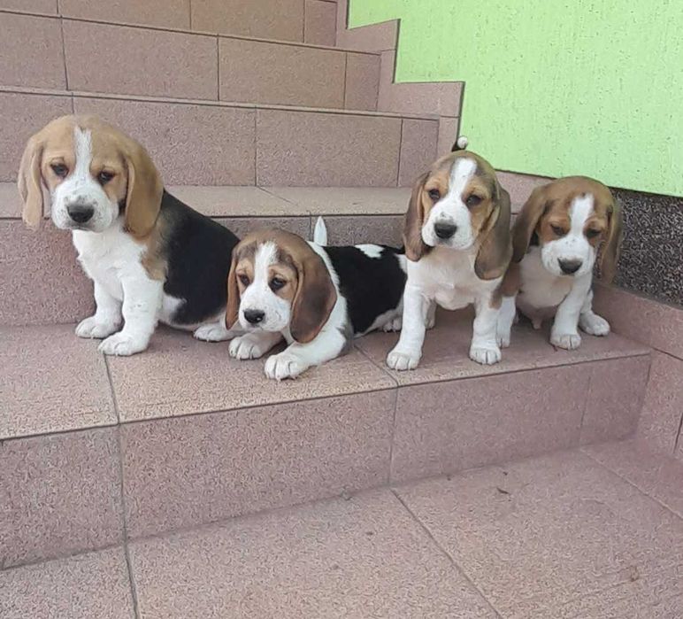 Szczeniak Beagle piesek