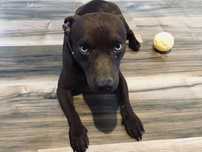 Patterdale terrier