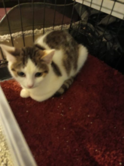 3 miesięczna kotka szuka domu niewychodzącego