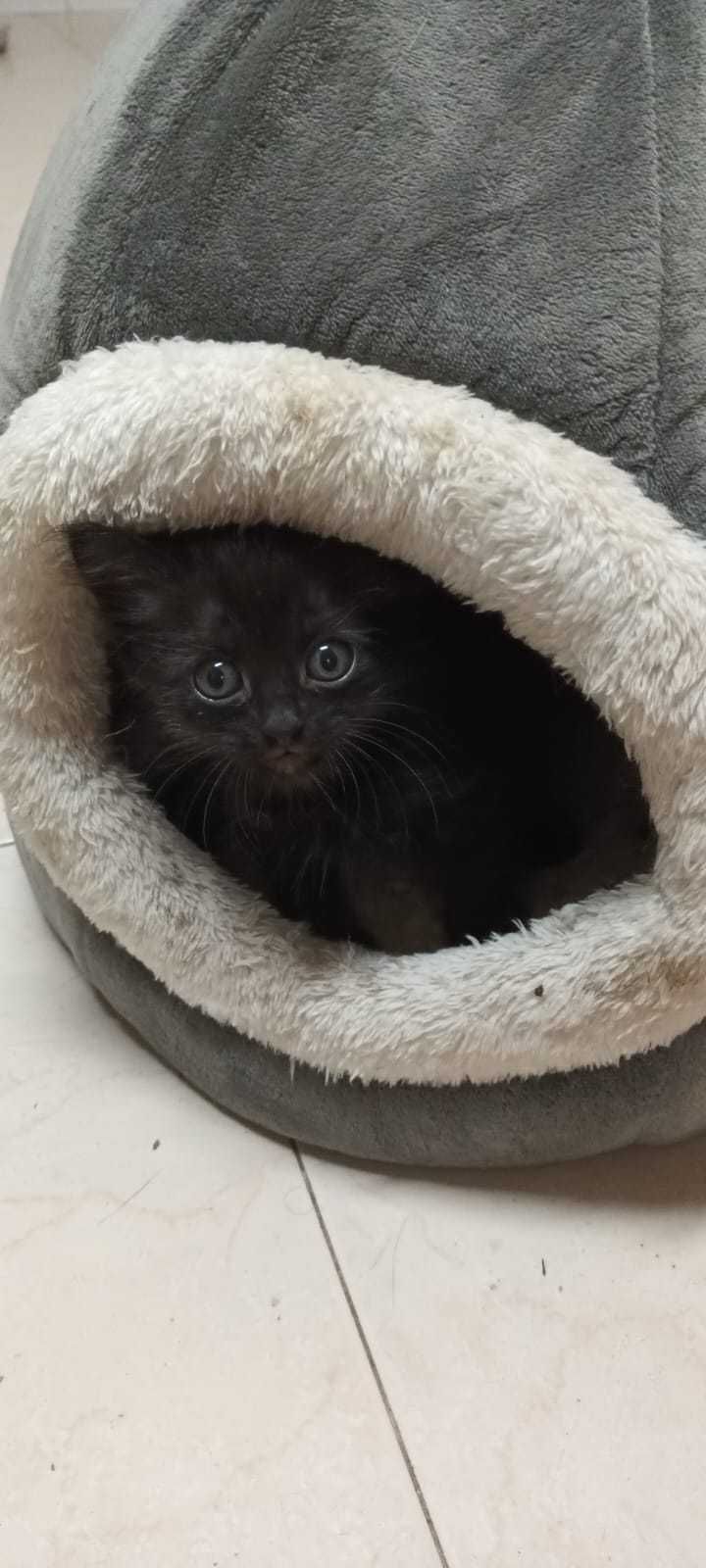 Gatinhos para adoção responsável