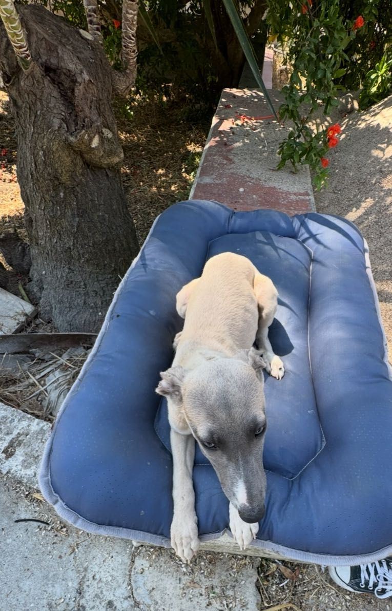Galguinho whippet.