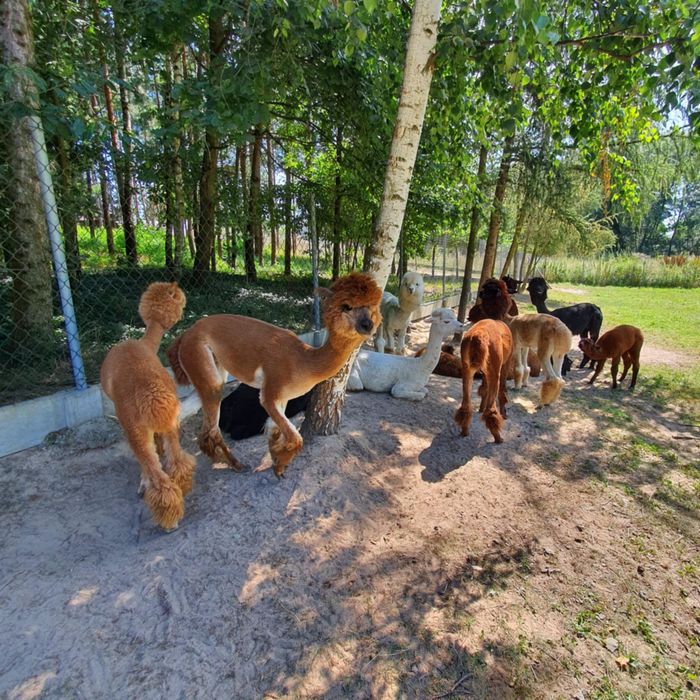 Sprzedam stado alpaki 5 szt huacaya