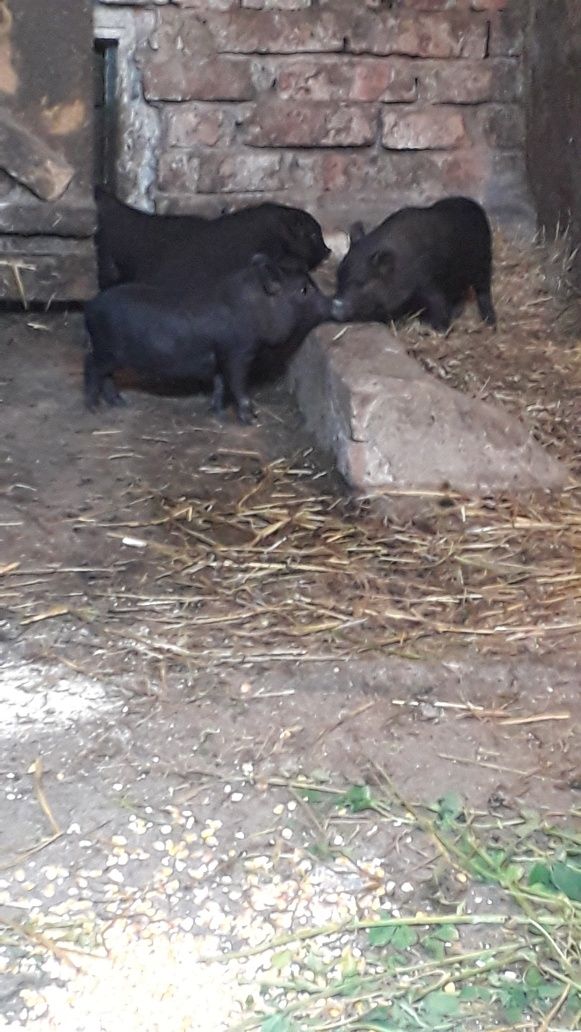 Вєтнамські свинки
