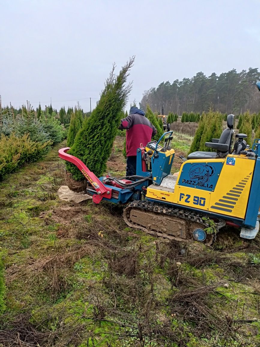 Thuja Tuja Szmaragd wys 230-250cm