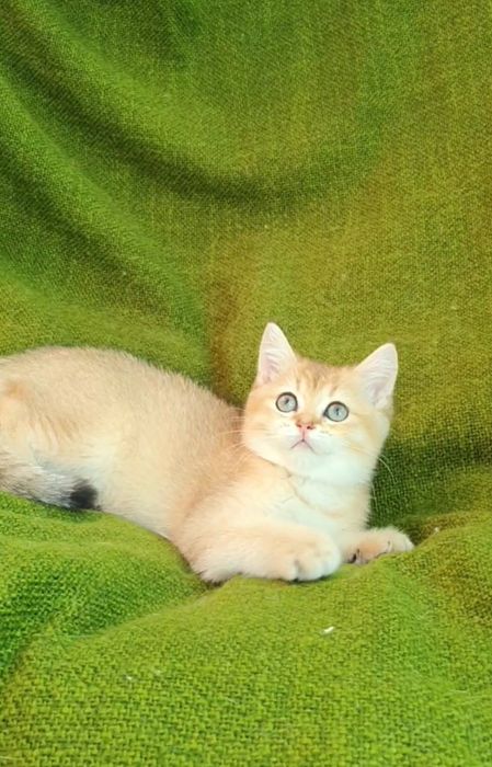 Шикарні кошенята золотої шиншили