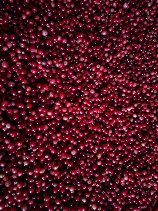 Żurawina bagienna,błotna,leśna,świeża