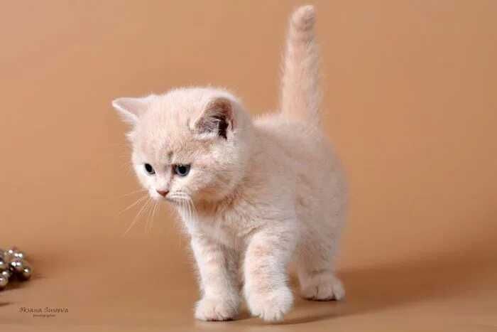 британский кремовый котик